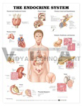 The Endocrine System Anatomical Chart